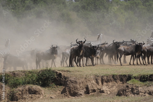 The great migration of wildebeest  Masai Mara  Kenya