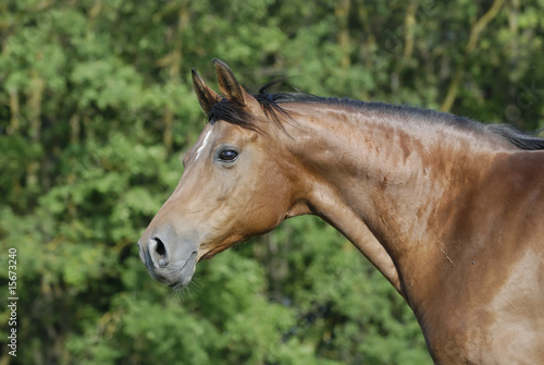 portrait of brown arabian mare