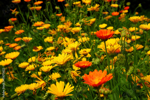 Ringelblumen © Kanusommer