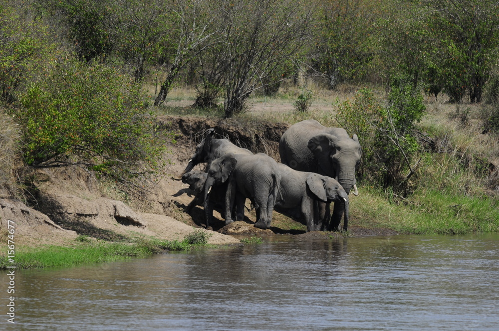 Fototapeta premium African Bush Elephant (Loxodonta africana) at Masai Mara, Kenya