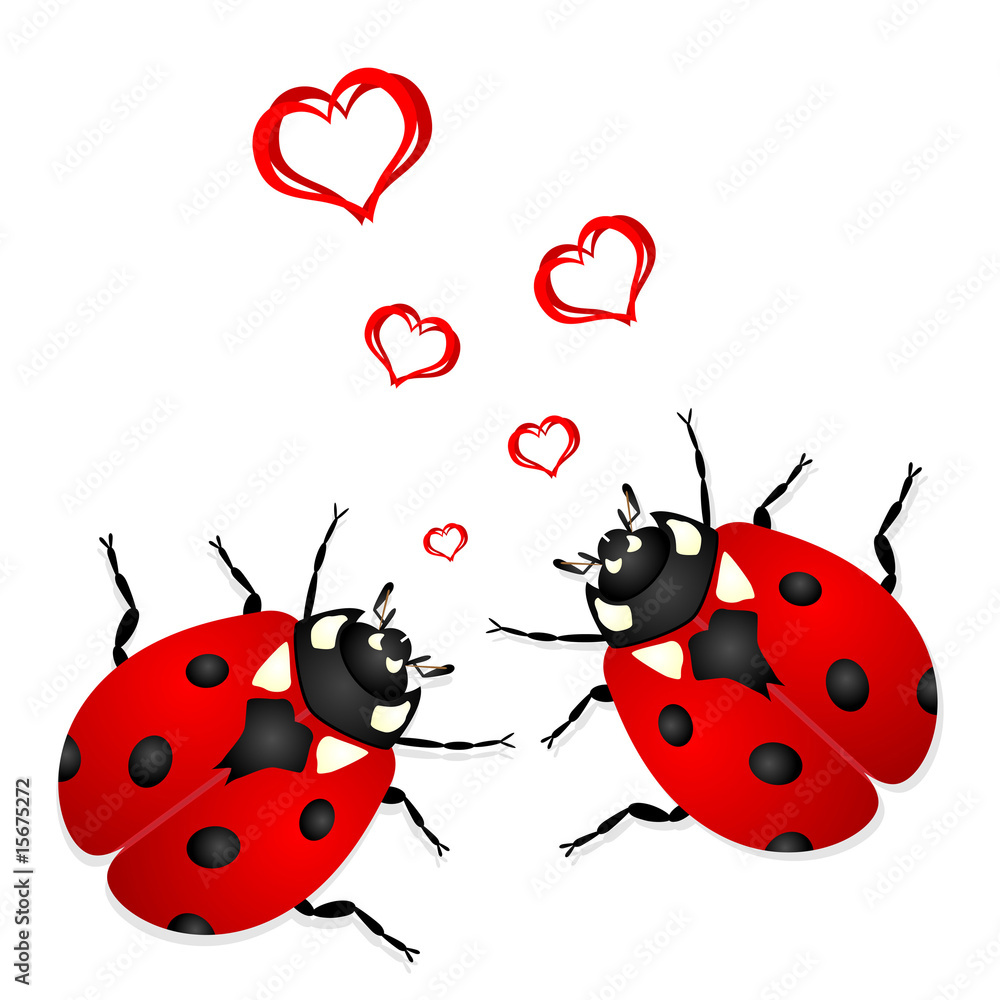 Lady bugs in love isolated over white background Lady bugs in love isolated over white background
