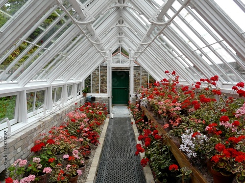 Fotografija Traditional greenhouse or hothouse with pink and red geraniums