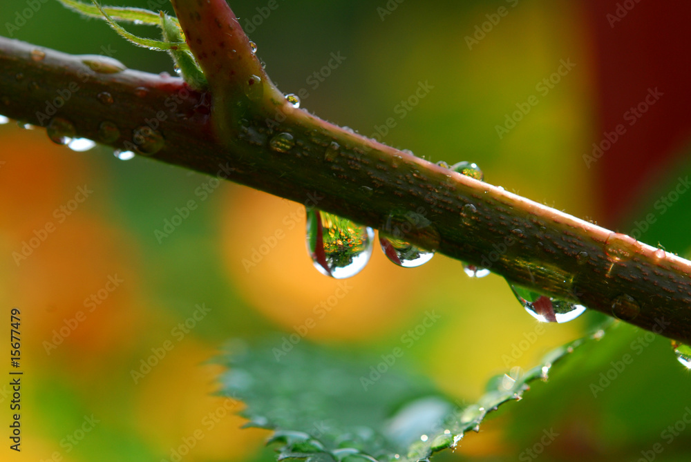 water drops haniging from branch