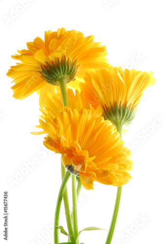 yellow gerber flowers