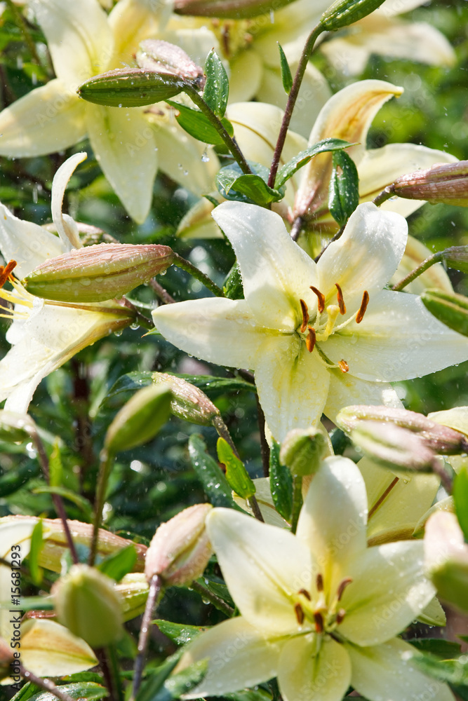Obraz premium White lily with rain droplets