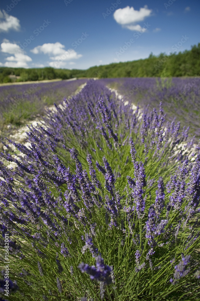 Obraz premium Lavender field in South of France