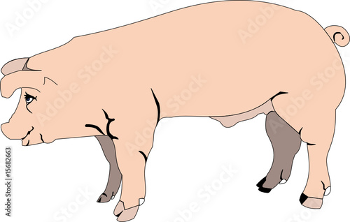 pink pig, beautiful vector
