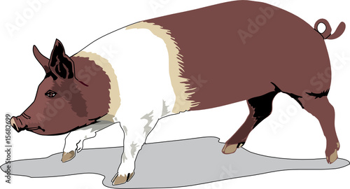 funny pig, beautiful VECTOR