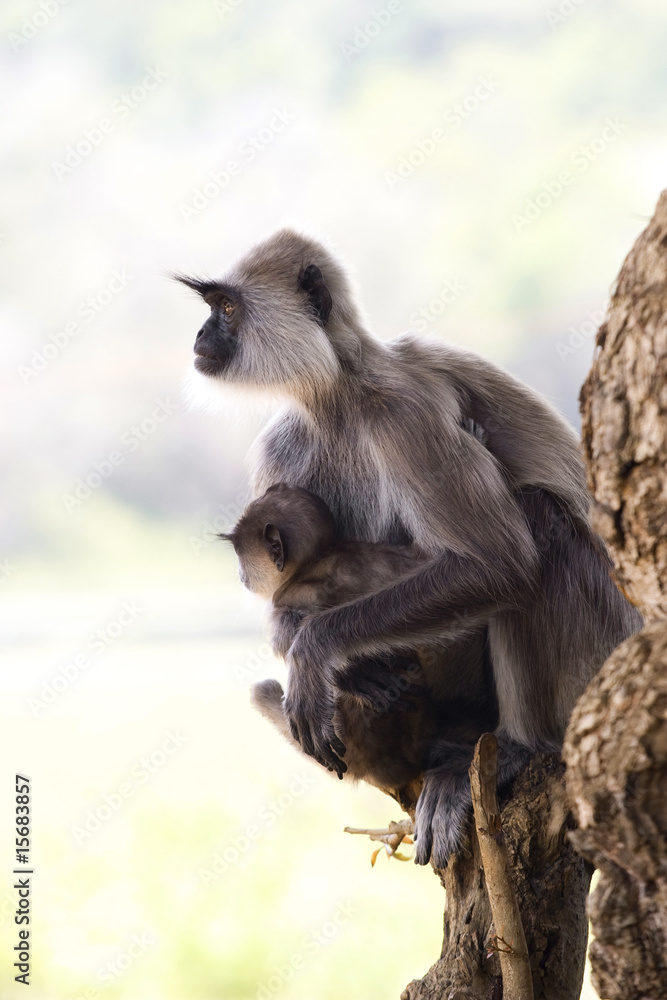 Monkey, Langur