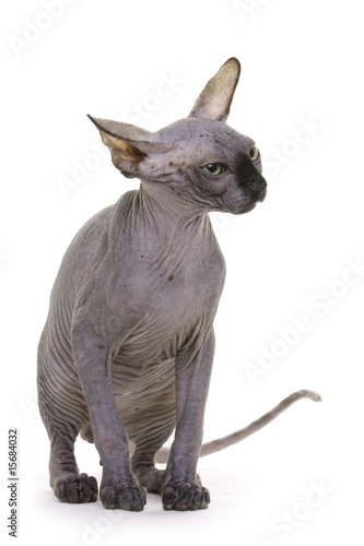 Hairless Cat  Sphynx