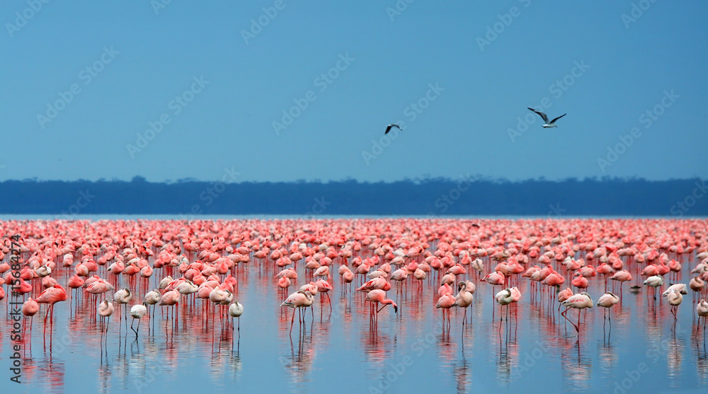 Naklejka premium stada flamingów