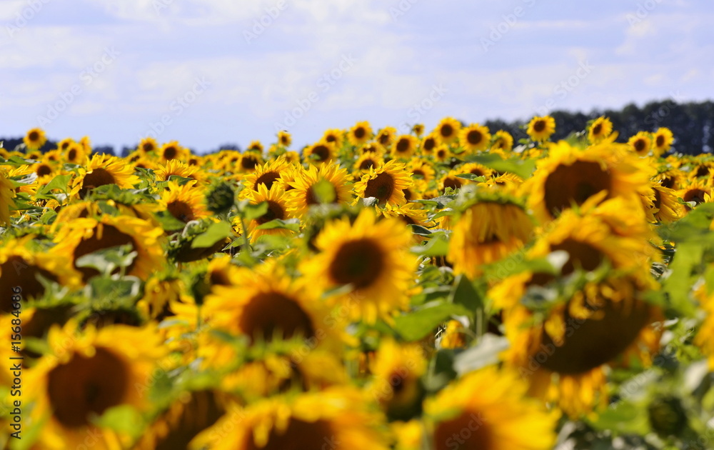 Fototapeta premium Sonnenblumen Feld mit blauem Himmel