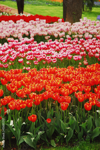 tulip - color - flower © umariletisim