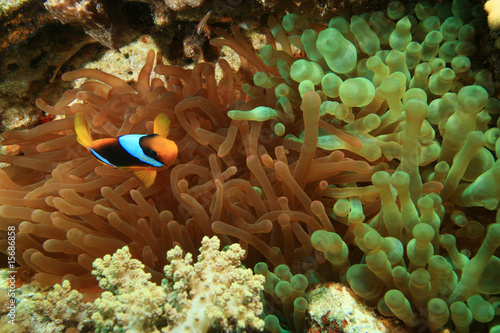 Two colors of Bubble Anemone