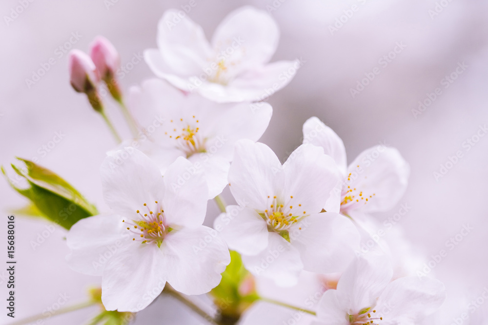 Obraz premium サクラ