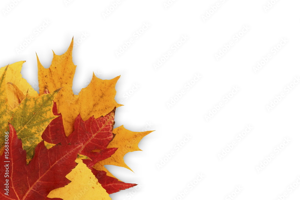 autumn leaves autumn leaves