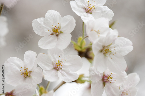 サクラ