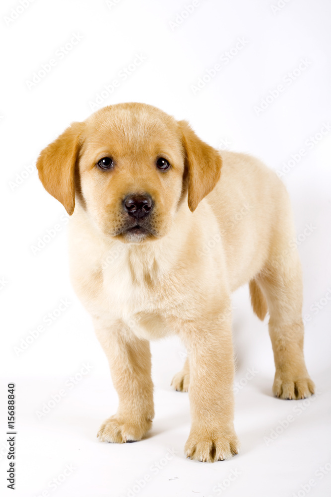 curious Puppy Labrador retriever cream