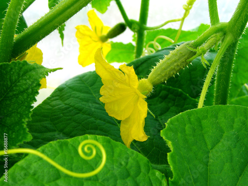 growing cucumber