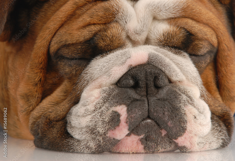 adorable red brindle english bulldog face sleeping