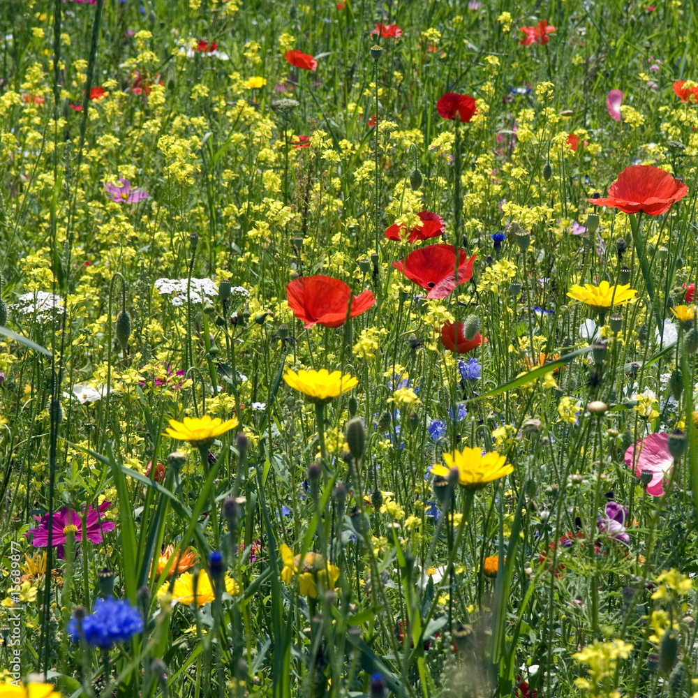 Naklejka premium Blumenwiese