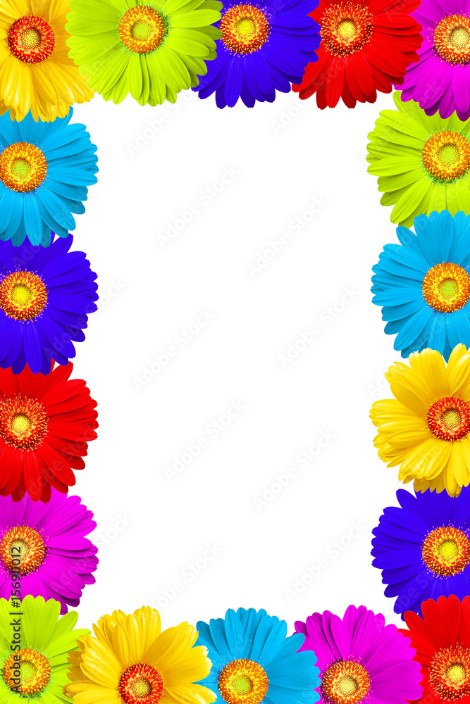 Flowers frame of colorful gerber isolated on white background Flowers frame of colorful gerber isolated on white background