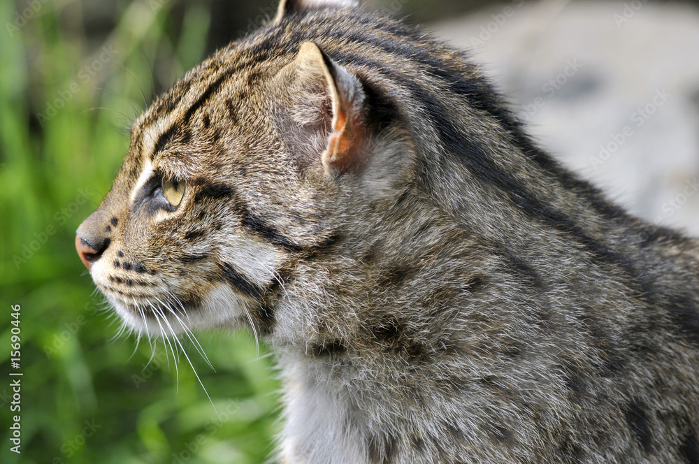 Obraz premium Portrait d'un chat pêcheur