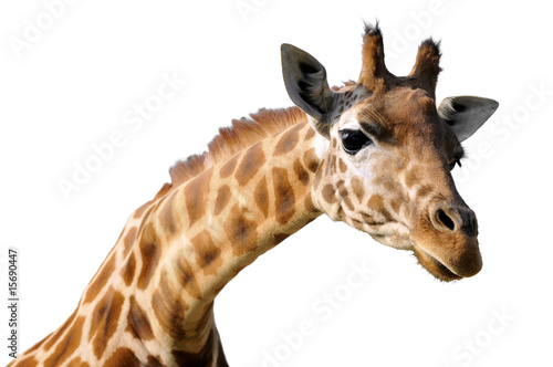 Détourage du portrait d'une girafe Camelopardalis