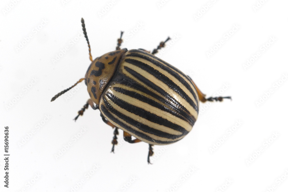 Kartoffelkaefer, Leptinotarsa decemlineata Kartoffelkaefer, Leptinotarsa decemlineata