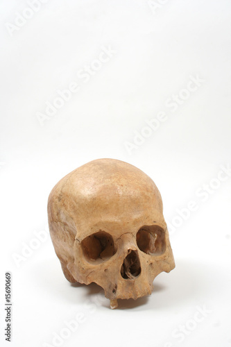 Skull isolated