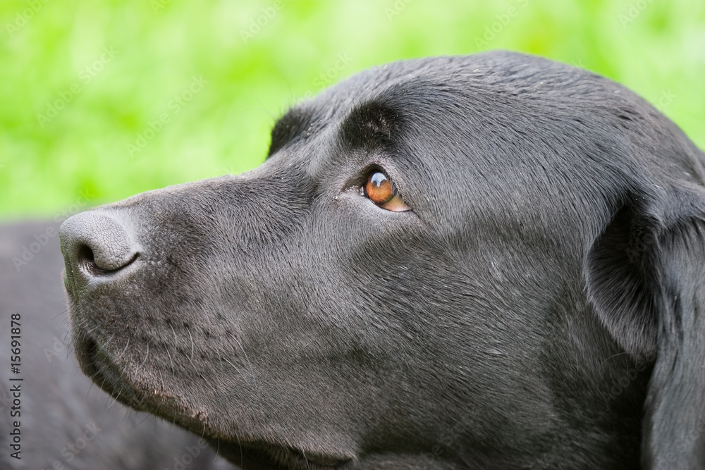 Dreaming dog (with the cloudy sky reflected in its eyes) Dreaming dog (with the cloudy sky reflected in its eyes)
