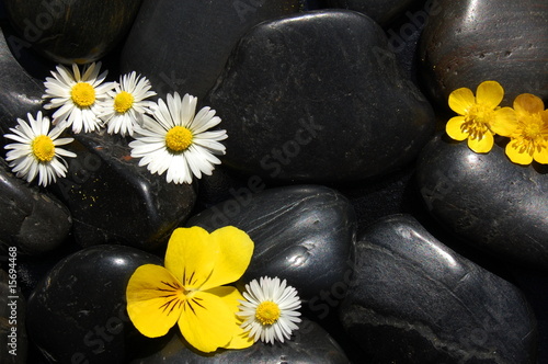 daisy flowers on black stones