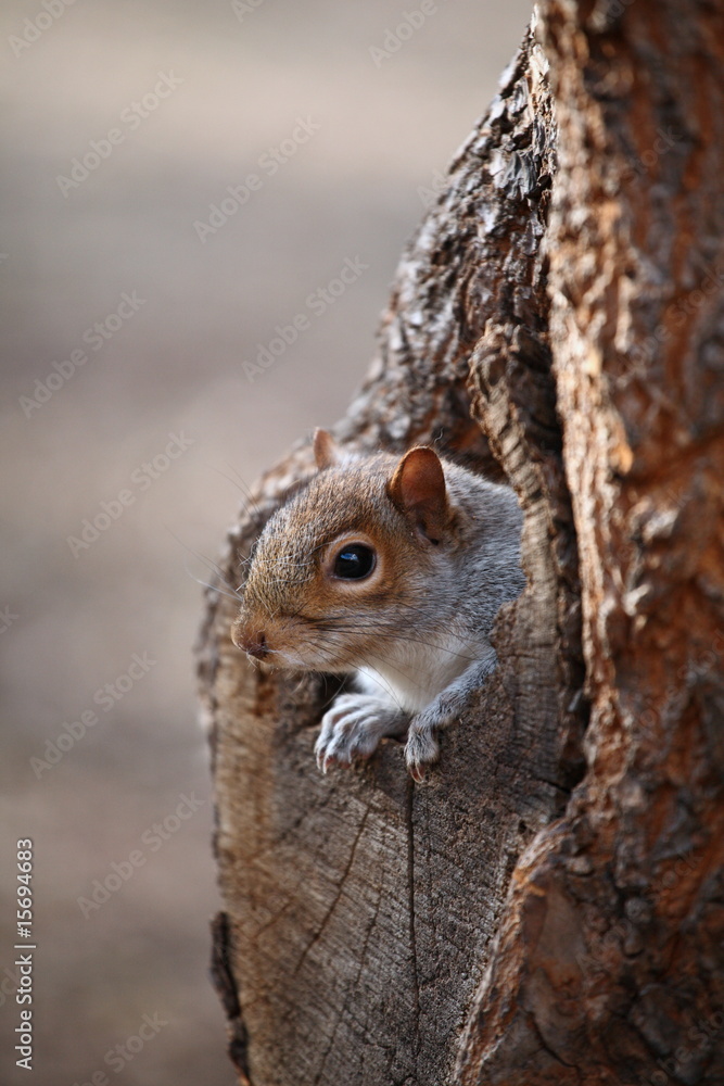 Cute squirrel looks out of her hole. Cute squirrel looks out of her hole.