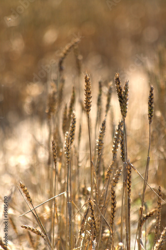 golden corn