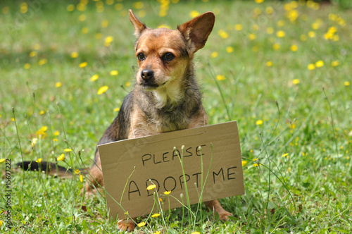 message du chien