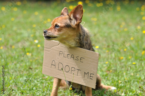 adopter un chien