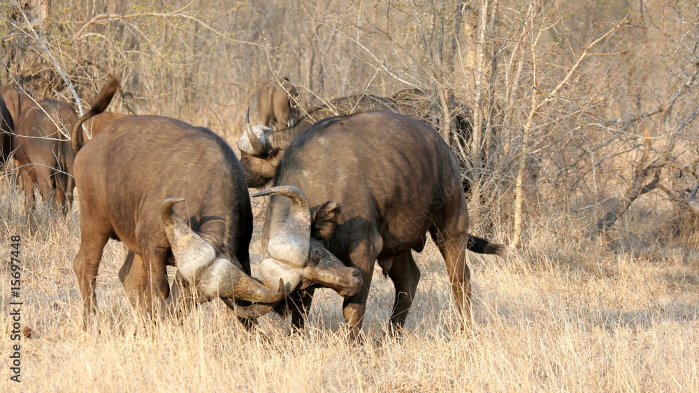 Fototapeta premium Fighting Buffalo. Sabi Sands, Kruger National Park, South Africa