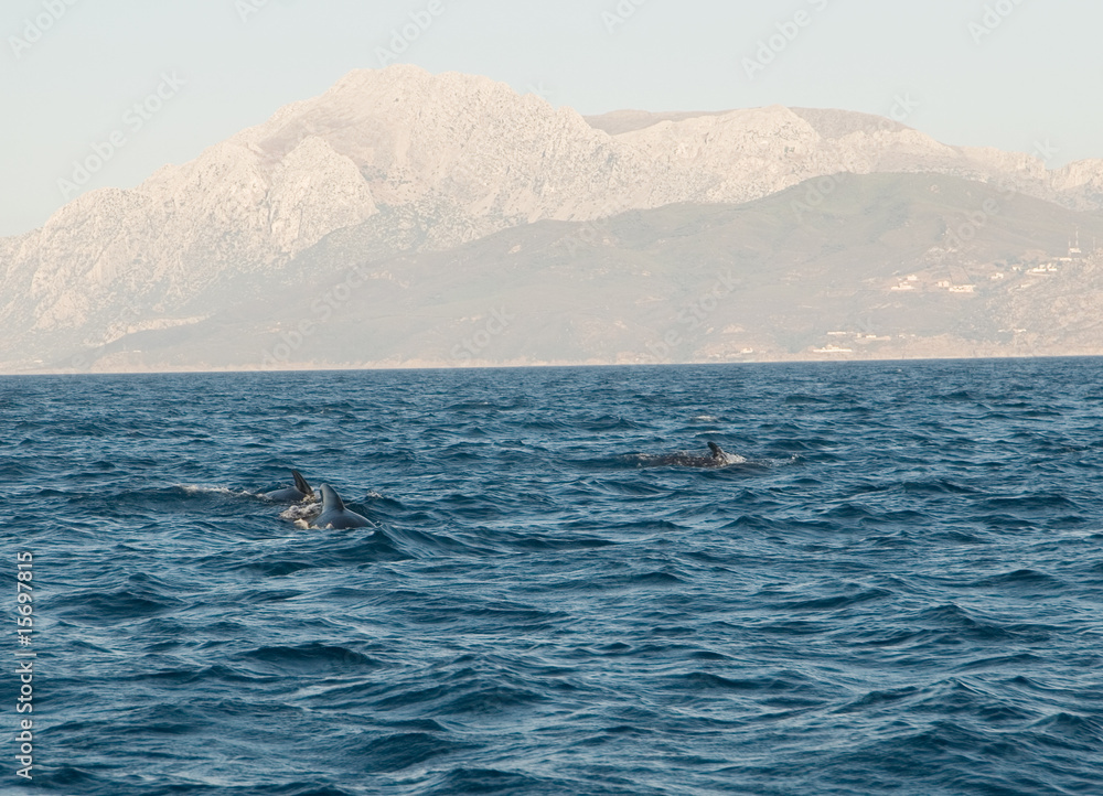 Fototapeta premium Wale