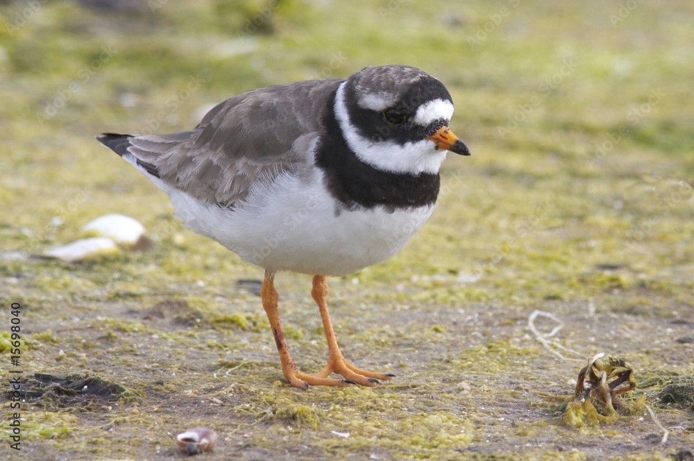 Ringed Plover Ringed Plover