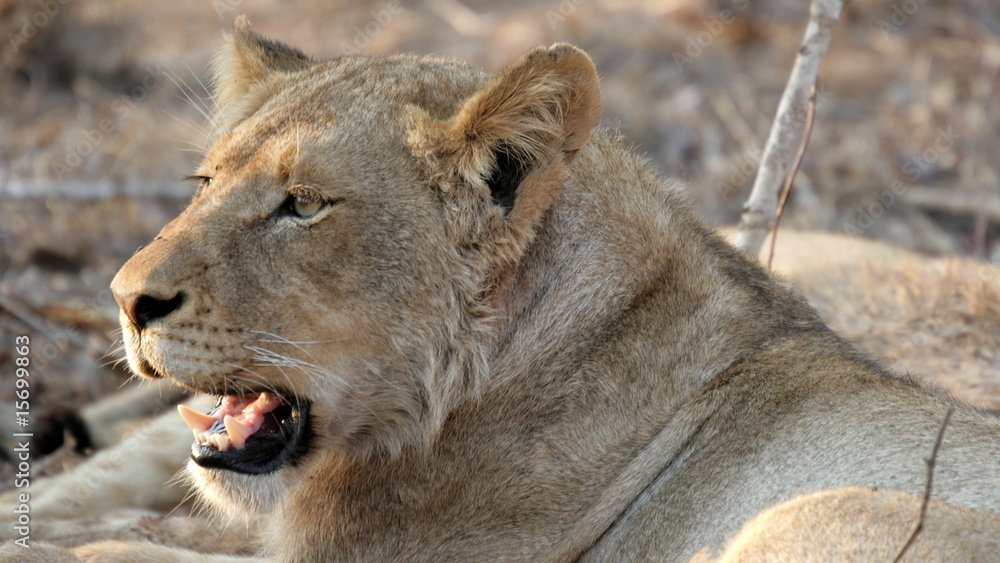 Obraz premium Lioness, Sabi Sands, Kruger National Park, South Africa