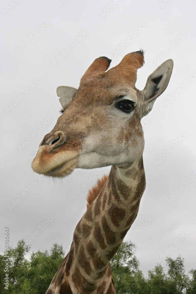 Obraz premium Griaffe Looking