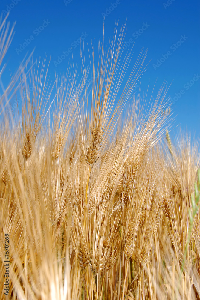 Wheat ears