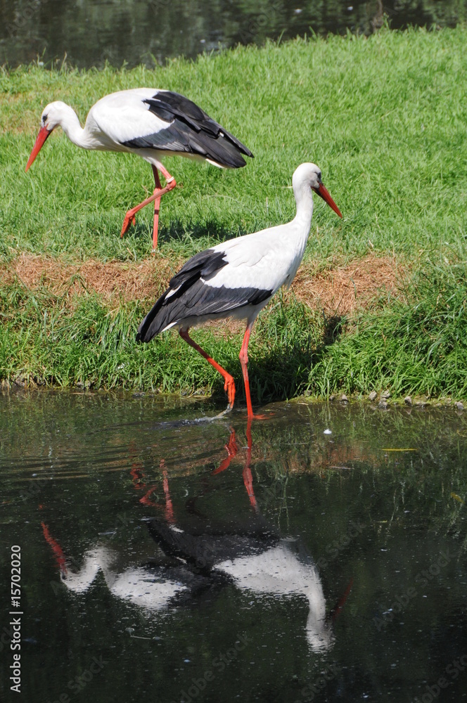 Fototapeta premium Störche