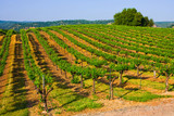 Vineyard in Northern California