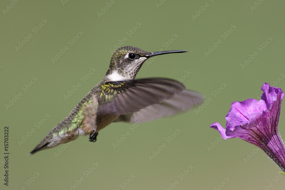 Fototapeta premium Juvenile Ruby-throated Hummingbird