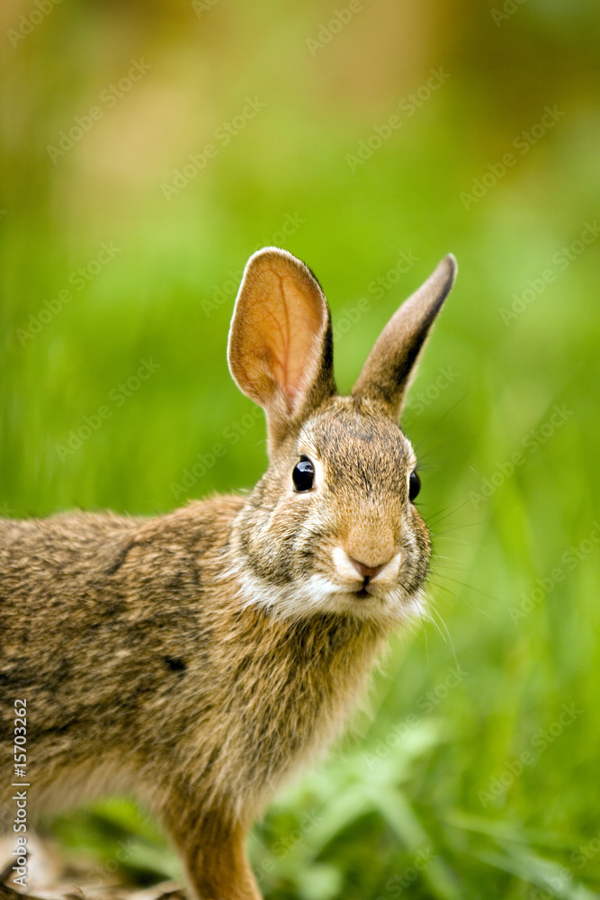 Fototapeta premium Hare