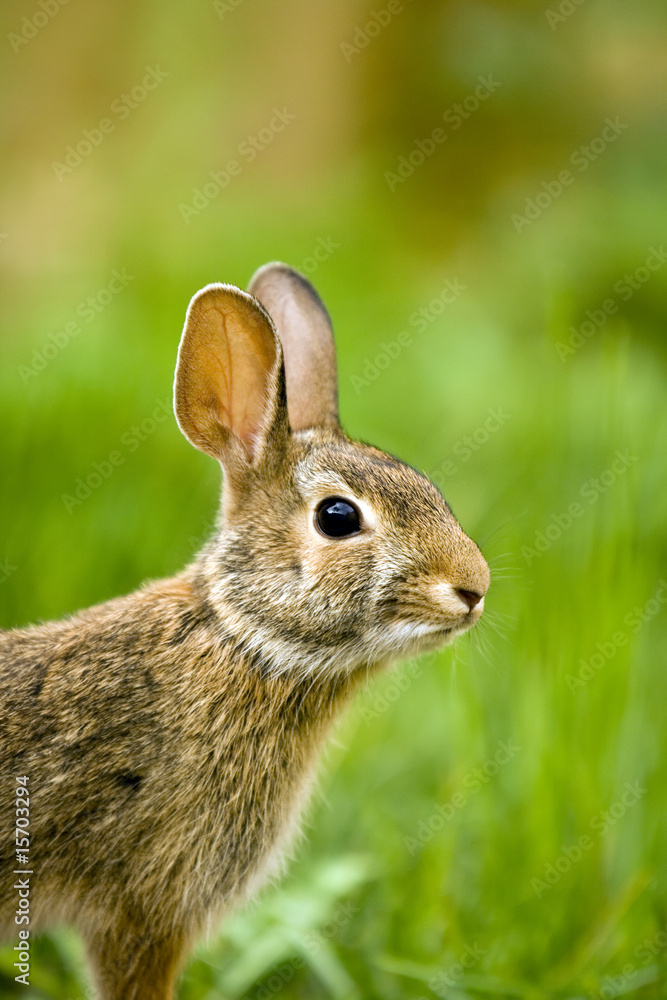 Fototapeta premium young hare