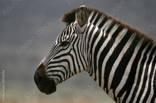 Zebra - Serengeti Safari, Tanzania, Africa