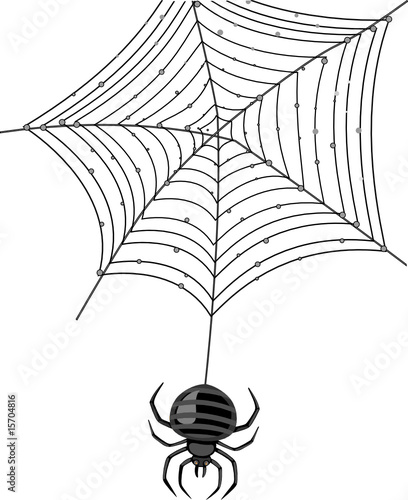spider
