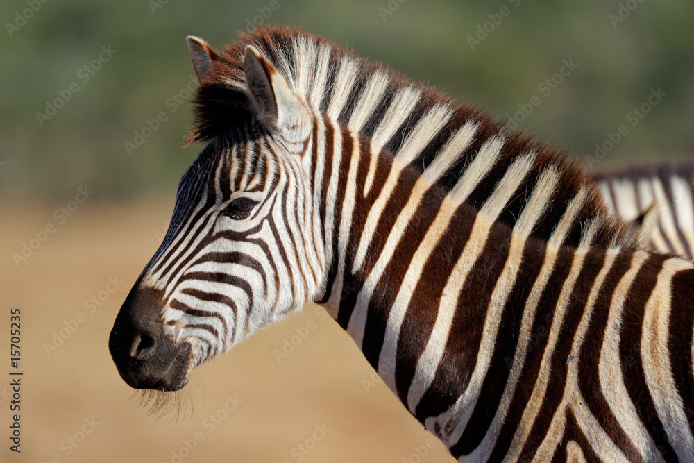 Plains (Burchell's) Zebra (Equus quagga), South Africa Plains (Burchell's) Zebra (Equus quagga), South Africa
